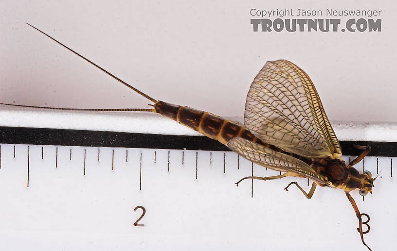 Female Hexagenia limbata (Hex) Mayfly Dun from the White River in Wisconsin