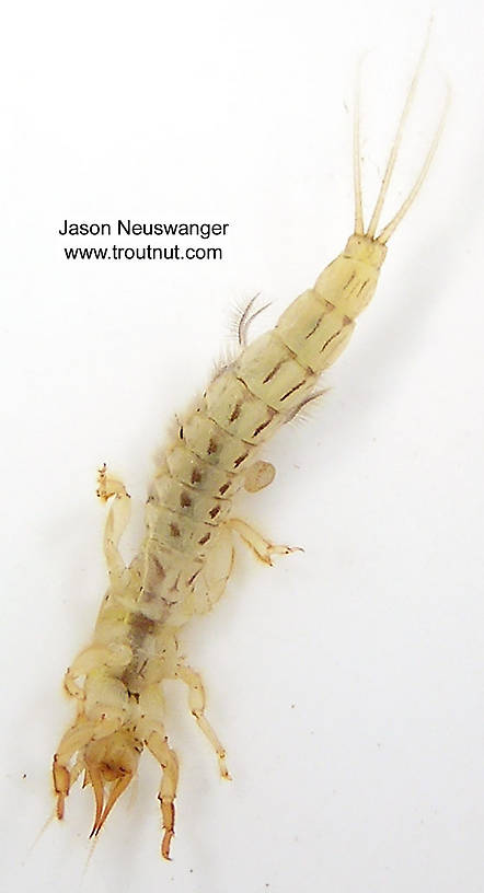 Ephemera simulans (Brown Drake) Mayfly Nymph from unknown in Wisconsin