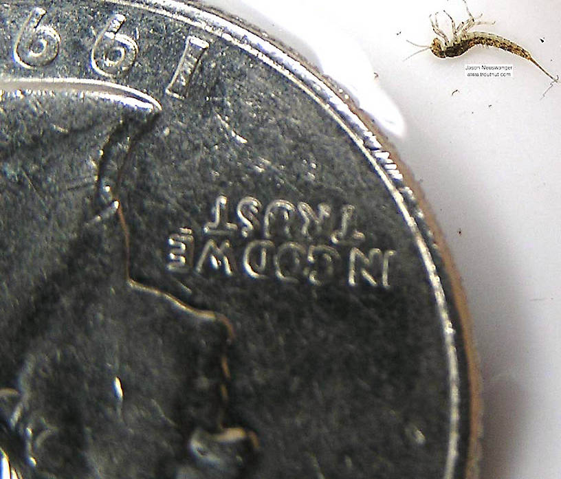 Baetidae (Blue-Winged Olives) Mayfly Nymph from unknown in Wisconsin