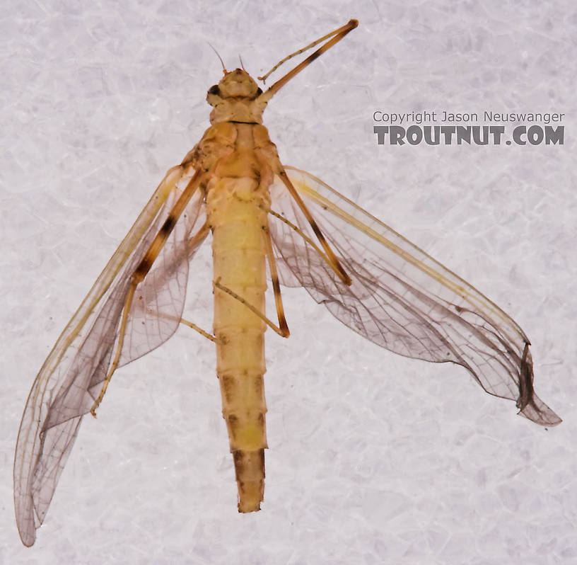 Female Heptageniidae (March Browns, Cahills, Quill Gordons) Mayfly Dun from the Long Lake Branch of the White River in Wisconsin