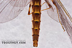 Female Heptageniidae (March Browns, Cahills, Quill Gordons) Mayfly Dun