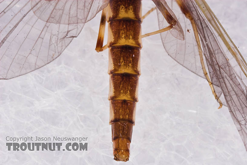 Female Heptageniidae (March Browns, Cahills, Quill Gordons) Mayfly Dun from the Long Lake Branch of the White River in Wisconsin