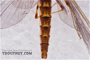 Heptageniidae (March Browns, Cahills, Quill Gordons) Mayfly Dun