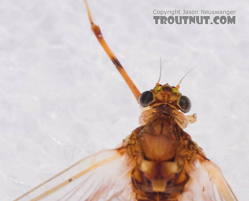 Female Heptageniidae (March Browns, Cahills, Quill Gordons) Mayfly Dun from the Long Lake Branch of the White River in Wisconsin