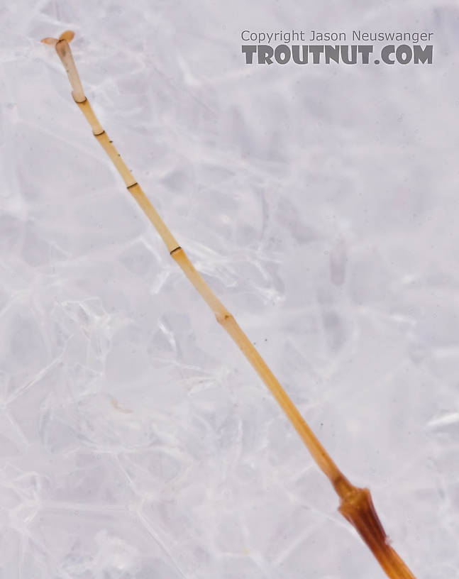 Female Heptageniidae (March Browns, Cahills, Quill Gordons) Mayfly Dun from the Long Lake Branch of the White River in Wisconsin