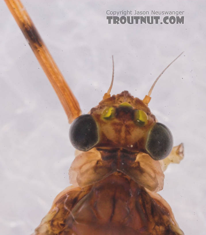 Female Heptageniidae (March Browns, Cahills, Quill Gordons) Mayfly Dun from the Long Lake Branch of the White River in Wisconsin