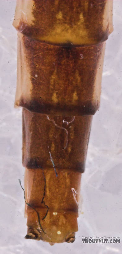 Female Heptageniidae (March Browns, Cahills, Quill Gordons) Mayfly Dun from the Long Lake Branch of the White River in Wisconsin