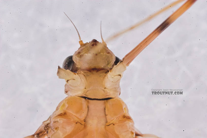 Female Heptageniidae (March Browns, Cahills, Quill Gordons) Mayfly Dun from the Long Lake Branch of the White River in Wisconsin