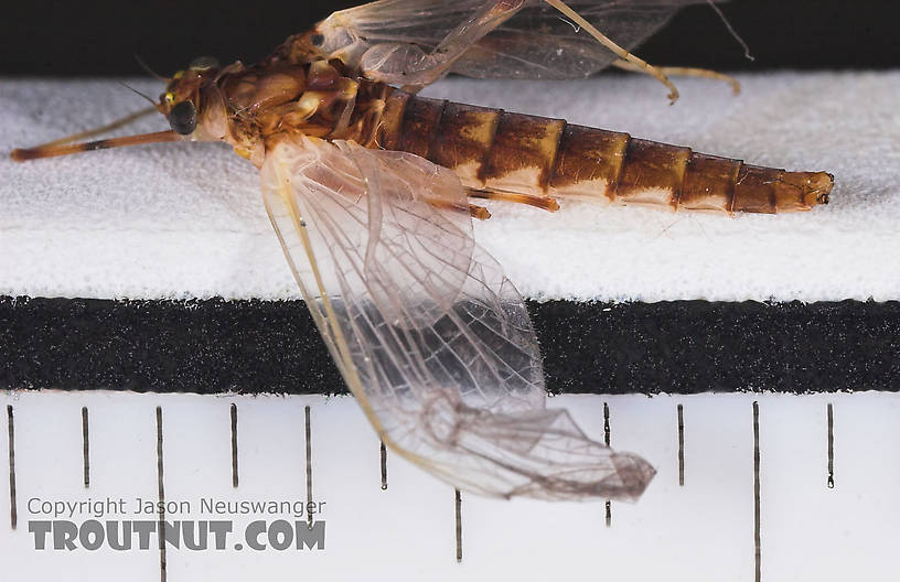 Female Heptageniidae (March Browns, Cahills, Quill Gordons) Mayfly Dun from the Long Lake Branch of the White River in Wisconsin