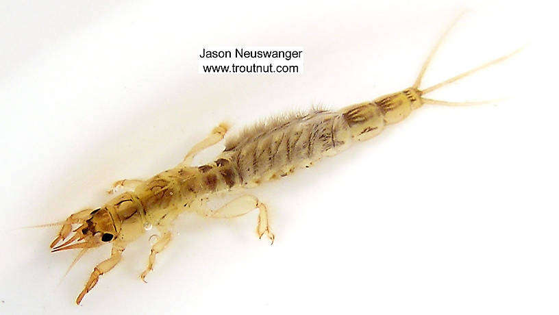 Ephemera simulans (Brown Drake) Mayfly Nymph from unknown in Wisconsin