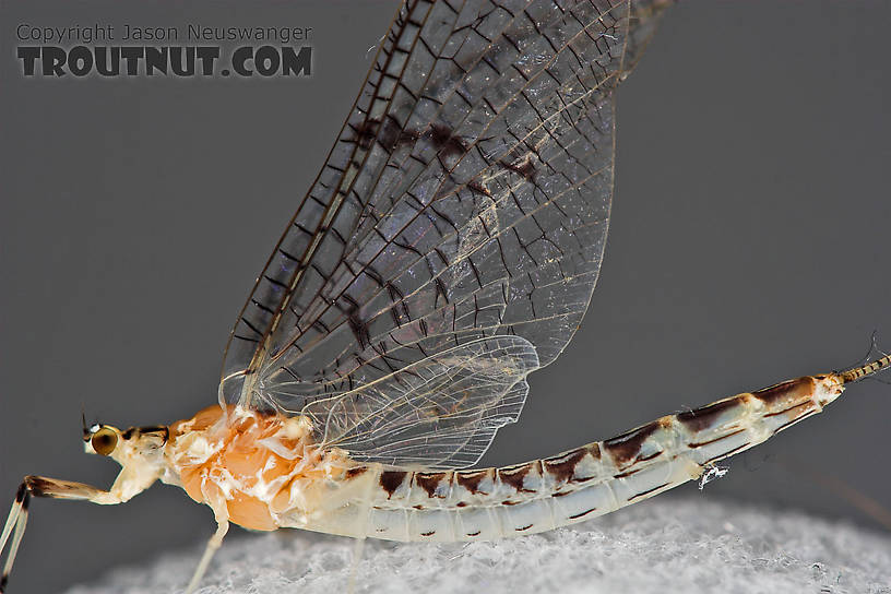 Female Ephemera varia (Yellow Drake) Mayfly Spinner from Cayuta Creek in New York