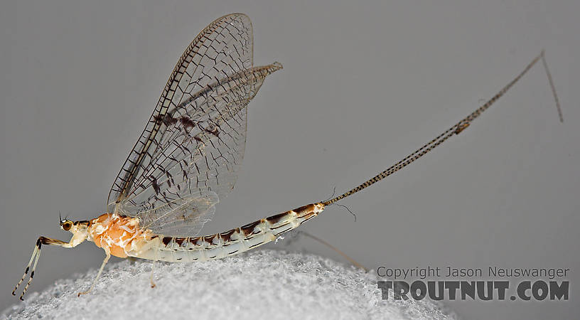 Female Ephemera varia (Yellow Drake) Mayfly Spinner from Cayuta Creek in New York