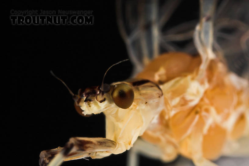 Female Ephemera varia (Yellow Drake) Mayfly Spinner from Cayuta Creek in New York