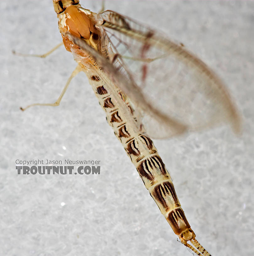 Female Ephemera varia (Yellow Drake) Mayfly Spinner from Cayuta Creek in New York