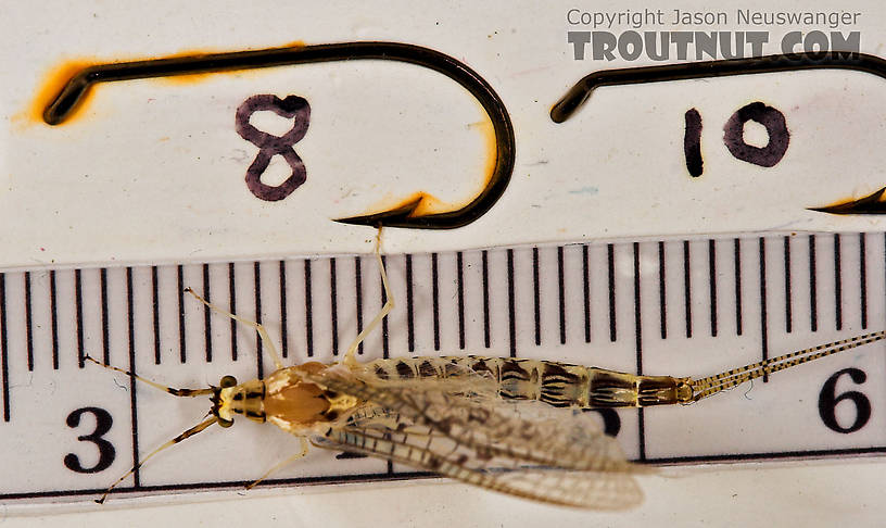 Female Ephemera varia (Yellow Drake) Mayfly Spinner from Cayuta Creek in New York