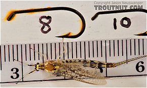 Female Ephemera varia (Yellow Drake) Mayfly Spinner