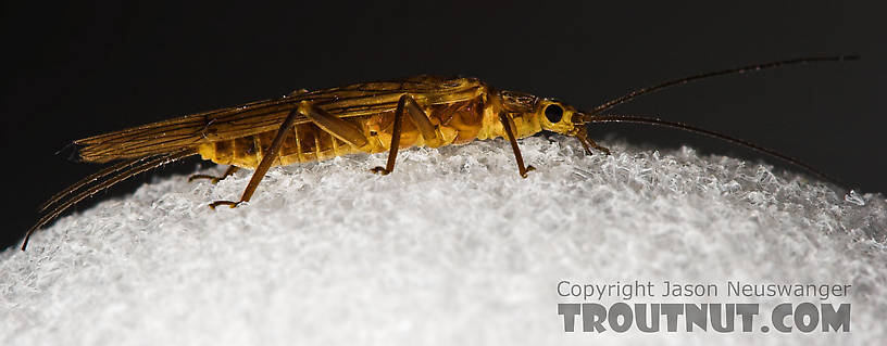 Isoperla (Stripetails and Yellow Stones) Stonefly Adult from Cayuta Creek in New York