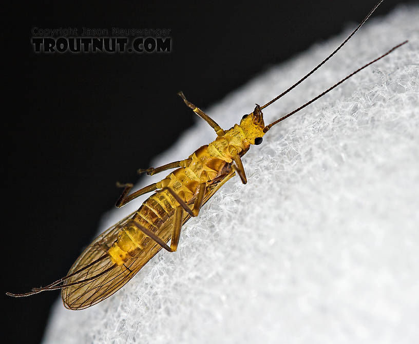 Isoperla (Stripetails and Yellow Stones) Stonefly Adult from Cayuta Creek in New York