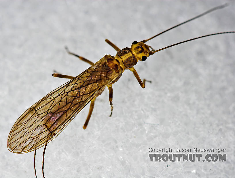 Isoperla (Stripetails and Yellow Stones) Stonefly Adult from Cayuta Creek in New York