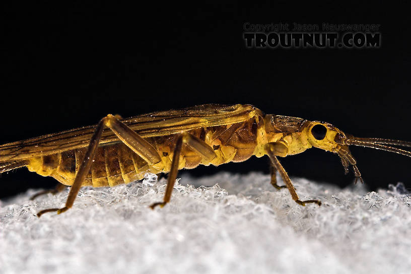 Isoperla (Stripetails and Yellow Stones) Stonefly Adult from Cayuta Creek in New York