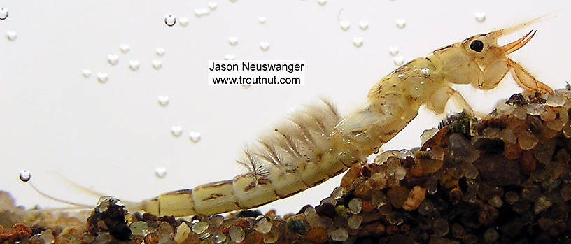 Ephemera simulans (Brown Drake) Mayfly Nymph from unknown in Wisconsin