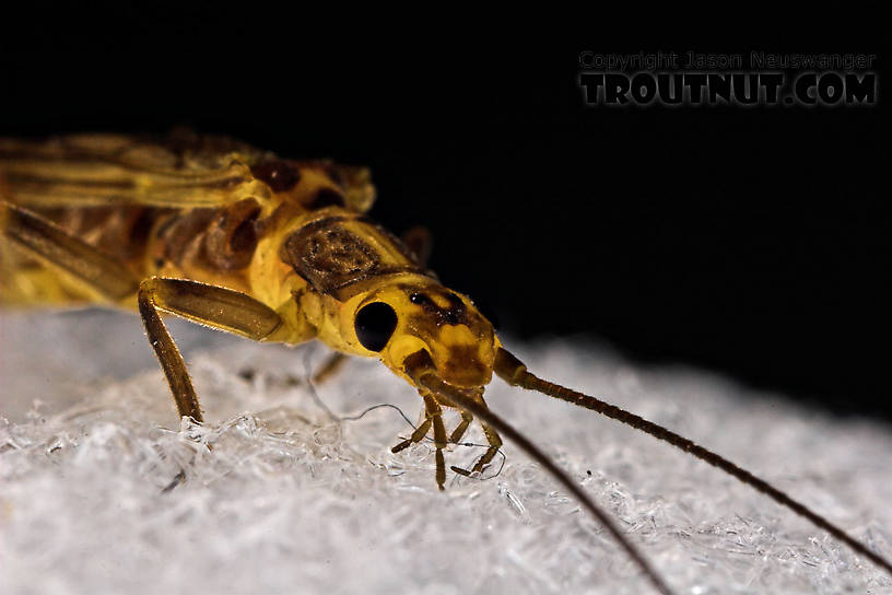 Isoperla (Stripetails and Yellow Stones) Stonefly Adult from Cayuta Creek in New York