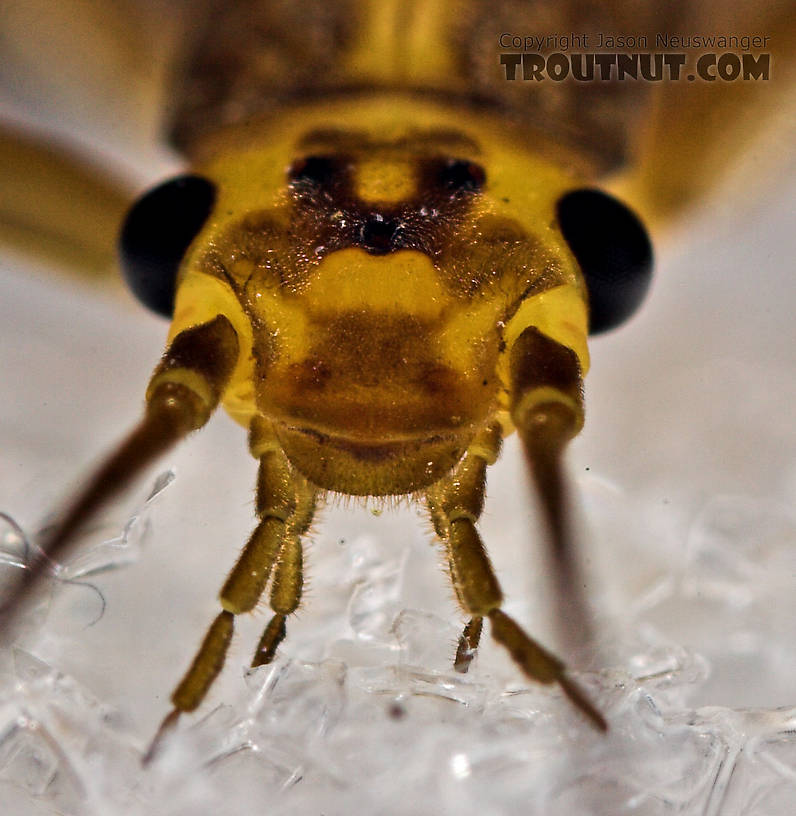 Isoperla (Stripetails and Yellow Stones) Stonefly Adult from Cayuta Creek in New York