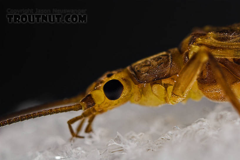 Isoperla (Stripetails and Yellow Stones) Stonefly Adult from Cayuta Creek in New York