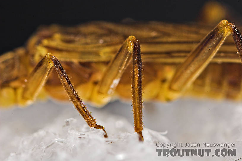 Isoperla (Stripetails and Yellow Stones) Stonefly Adult from Cayuta Creek in New York