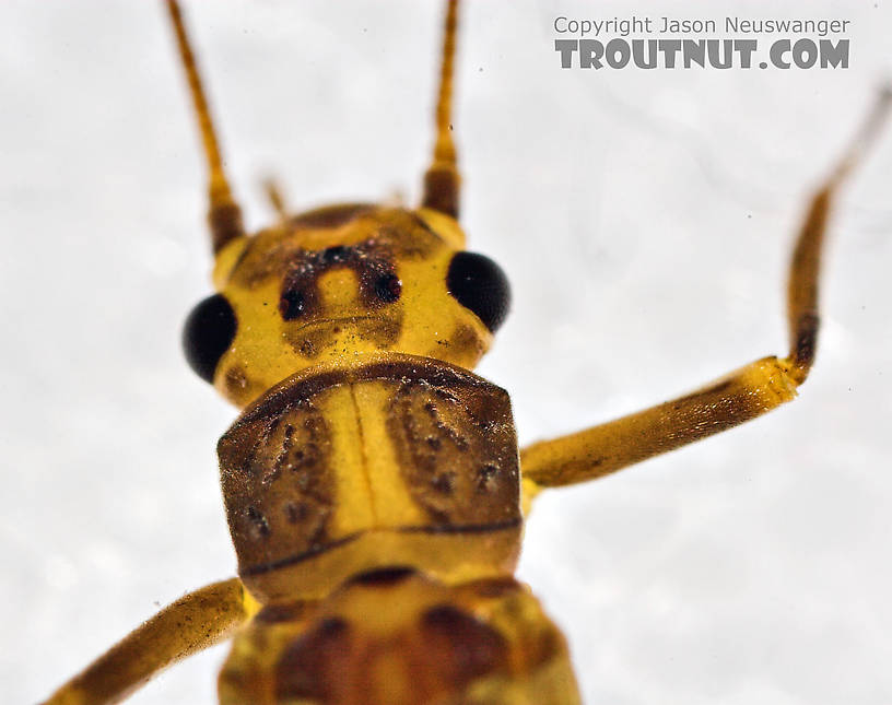 Isoperla (Stripetails and Yellow Stones) Stonefly Adult from Cayuta Creek in New York