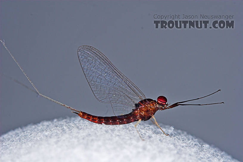 Male Isonychia bicolor (Mahogany Dun) Mayfly Spinner from the West Branch of Owego Creek in New York