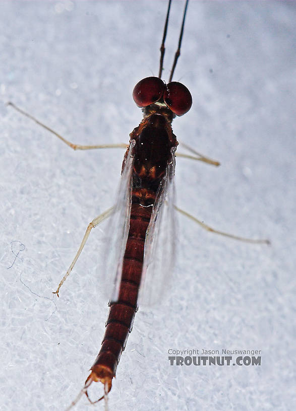 Male Isonychia bicolor (Mahogany Dun) Mayfly Spinner from the West Branch of Owego Creek in New York