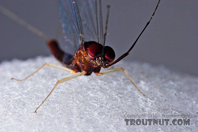 Male Isonychia bicolor (Mahogany Dun) Mayfly Spinner from the West Branch of Owego Creek in New York