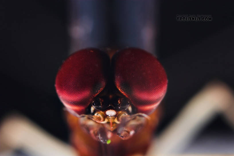 Male Isonychia bicolor (Mahogany Dun) Mayfly Spinner from the West Branch of Owego Creek in New York