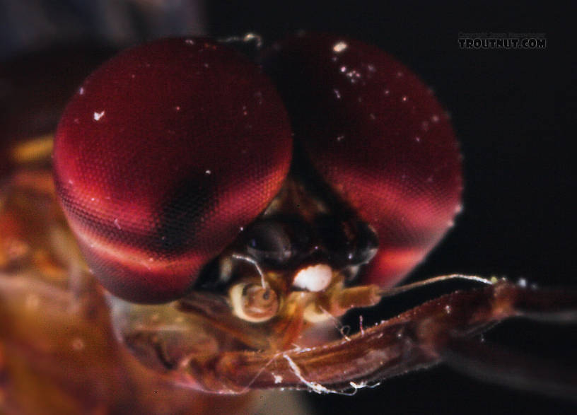 Male Isonychia bicolor (Mahogany Dun) Mayfly Spinner from the West Branch of Owego Creek in New York