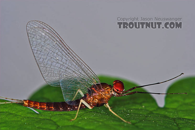 Male Isonychia bicolor (Mahogany Dun) Mayfly Spinner from the West Branch of Owego Creek in New York