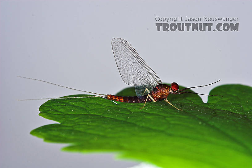 Male Isonychia bicolor (Mahogany Dun) Mayfly Spinner from the West Branch of Owego Creek in New York