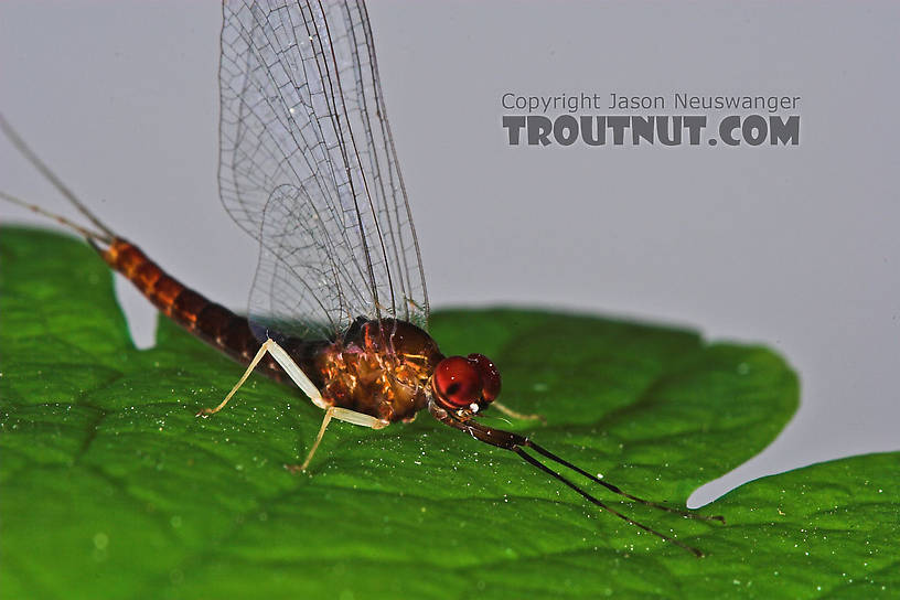 Male Isonychia bicolor (Mahogany Dun) Mayfly Spinner from the West Branch of Owego Creek in New York