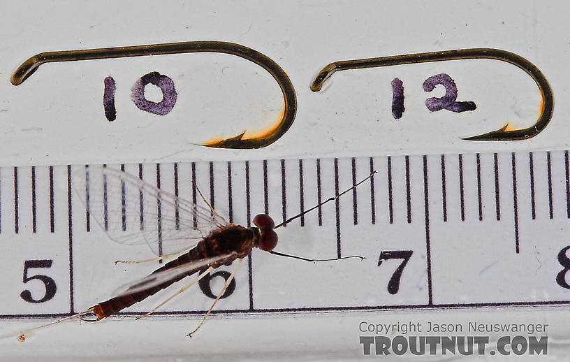 Male Isonychia bicolor (Mahogany Dun) Mayfly Spinner from the West Branch of Owego Creek in New York