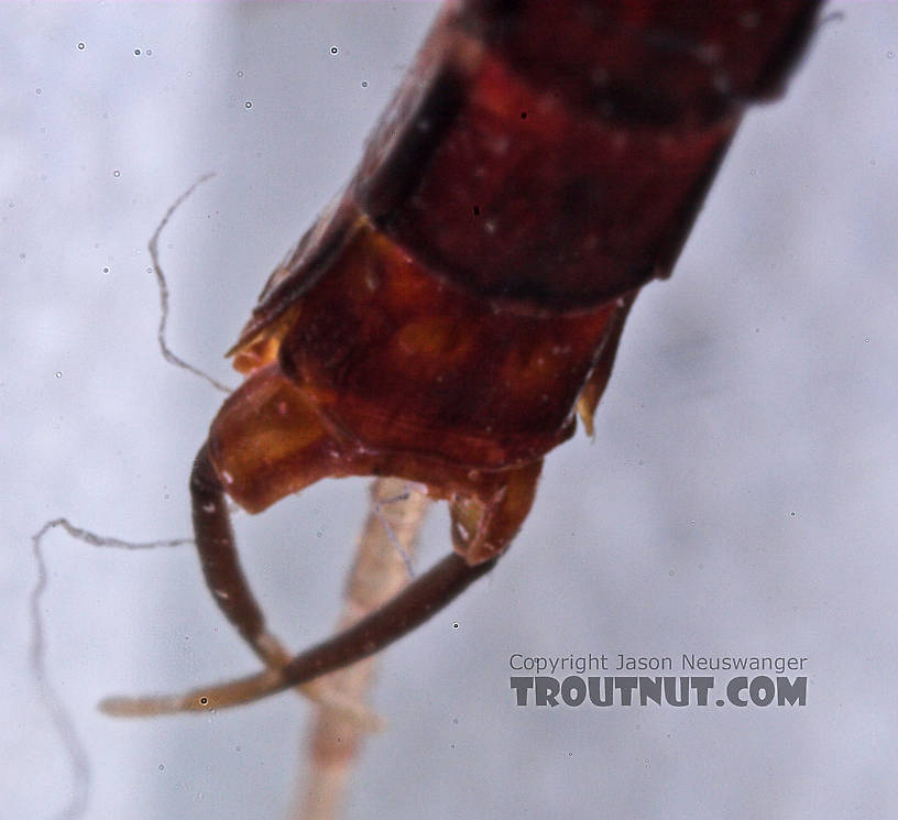 Male Isonychia bicolor (Mahogany Dun) Mayfly Spinner from the West Branch of Owego Creek in New York