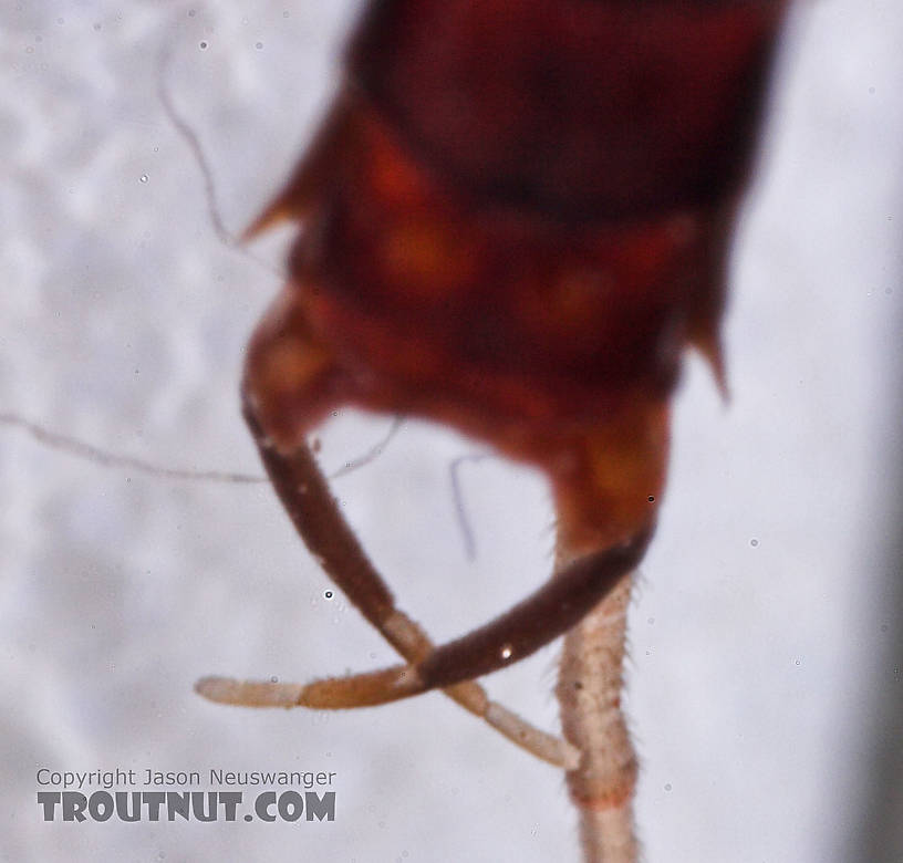 Male Isonychia bicolor (Mahogany Dun) Mayfly Spinner from the West Branch of Owego Creek in New York