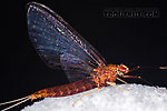 Female Isonychia bicolor (Mahogany Dun) Mayfly Spinner