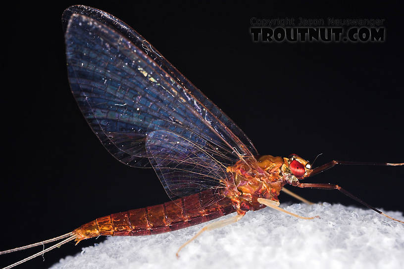 Female Isonychia bicolor (Mahogany Dun) Mayfly Spinner from the West Branch of Owego Creek in New York