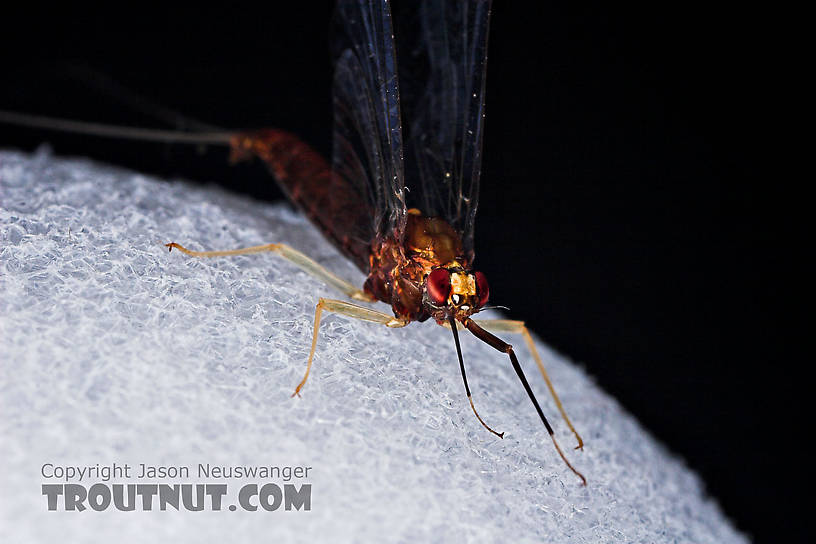 Female Isonychia bicolor (Mahogany Dun) Mayfly Spinner from the West Branch of Owego Creek in New York