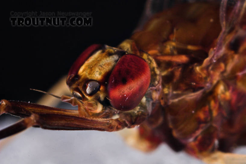 Female Isonychia bicolor (Mahogany Dun) Mayfly Spinner from the West Branch of Owego Creek in New York