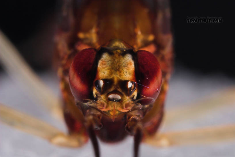 Female Isonychia bicolor (Mahogany Dun) Mayfly Spinner from the West Branch of Owego Creek in New York