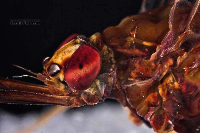 Female Isonychia bicolor (Mahogany Dun) Mayfly Spinner from the West Branch of Owego Creek in New York