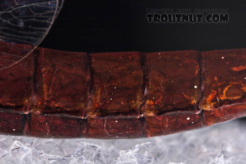 Female Isonychia bicolor (Mahogany Dun) Mayfly Spinner from the West Branch of Owego Creek in New York