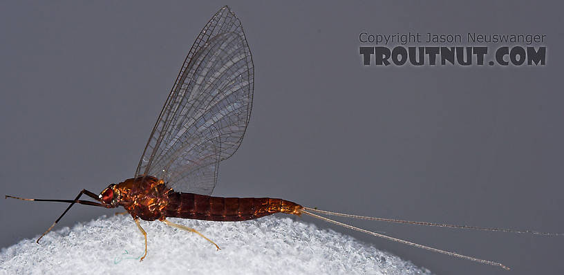 Female Isonychia bicolor (Mahogany Dun) Mayfly Spinner from the West Branch of Owego Creek in New York