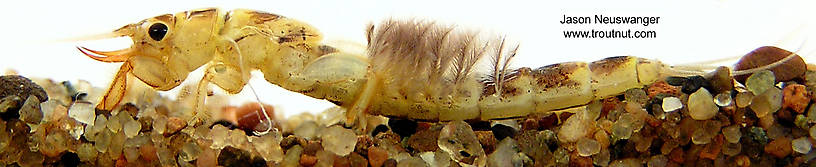 Ephemera simulans (Brown Drake) Mayfly Nymph from unknown in Wisconsin